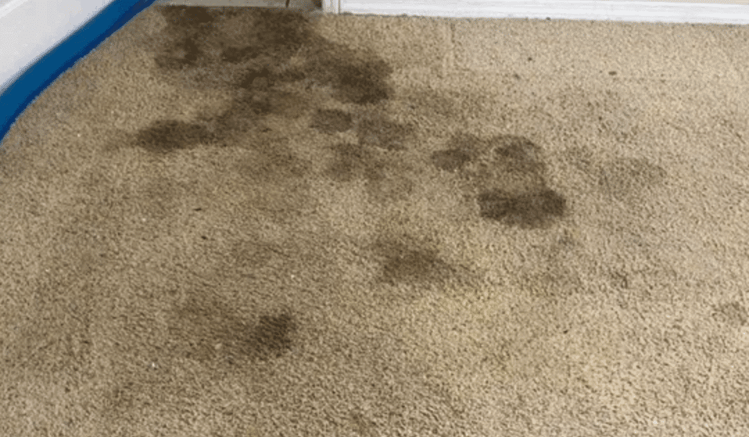 How to Remove Pet Stains and Odors from Your Floors