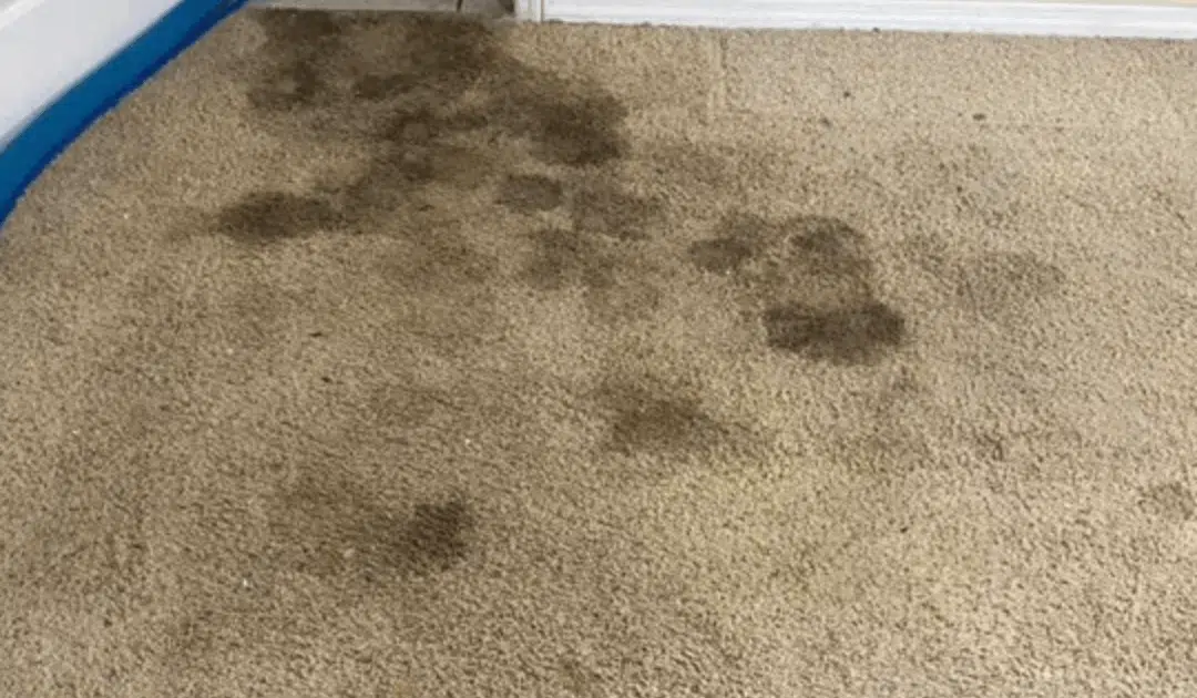 How to Remove Pet Stains and Odors from Your Floors