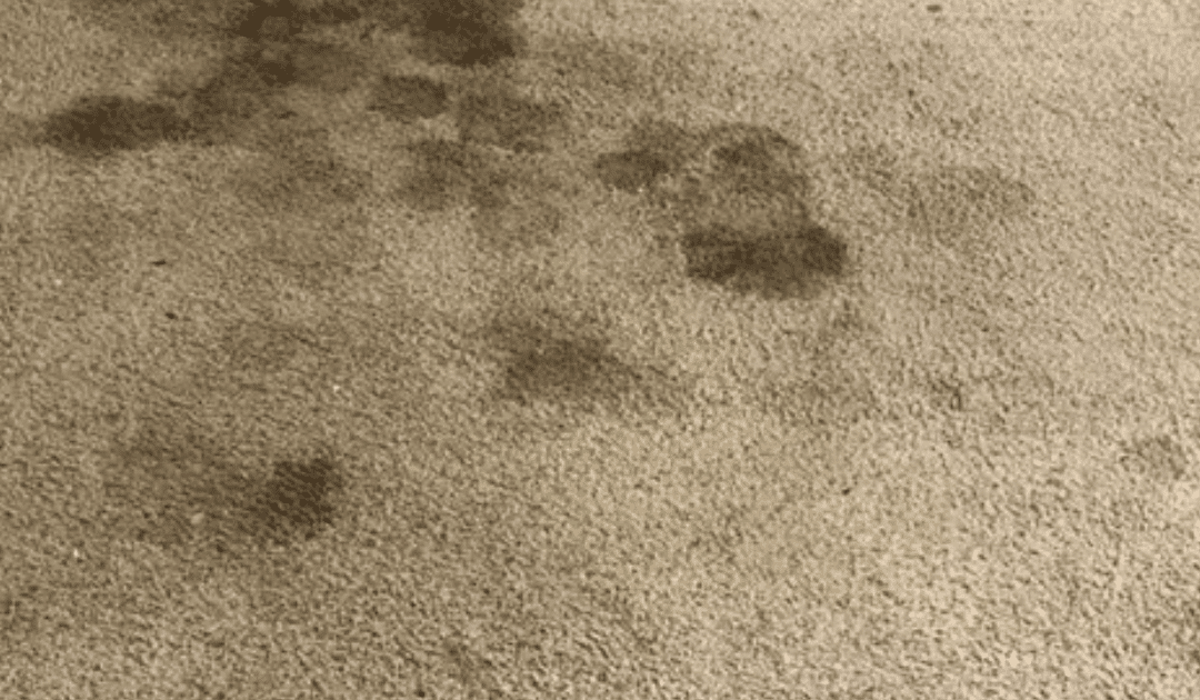 The Hidden Dangers of DIY Carpet Cleaning