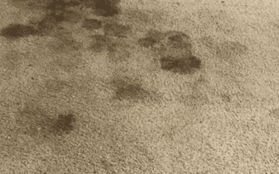 The Hidden Dangers of DIY Carpet Cleaning