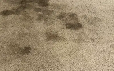 The Hidden Dangers of DIY Carpet Cleaning