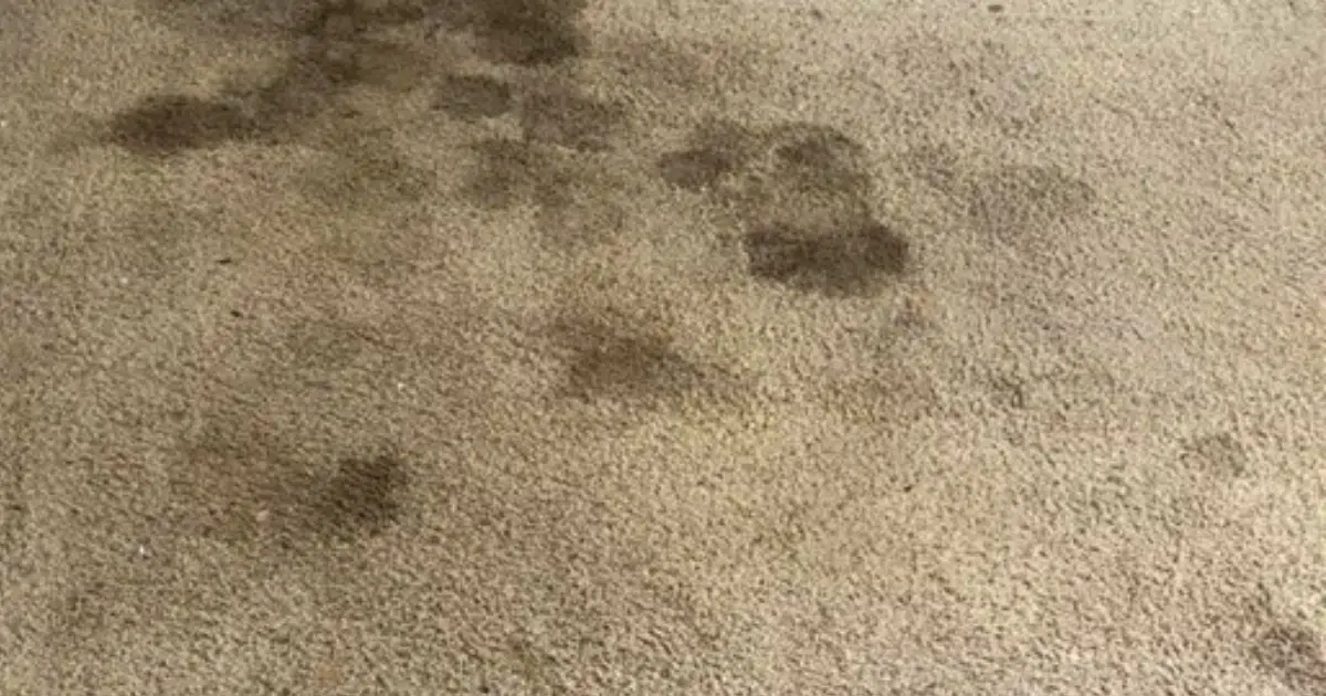 The Hidden Dangers of DIY Carpet Cleaning