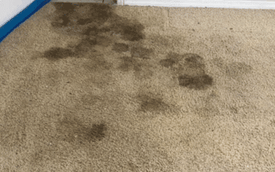 Top Carpet Stains and How Pros Remove Them