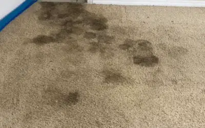 Top Carpet Stains and How Pros Remove Them