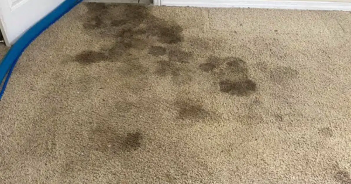 Top Carpet Stains and How Pros Remove Them